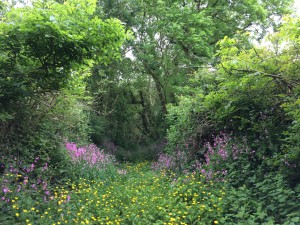 Wild flower walks from your cottage in the spring